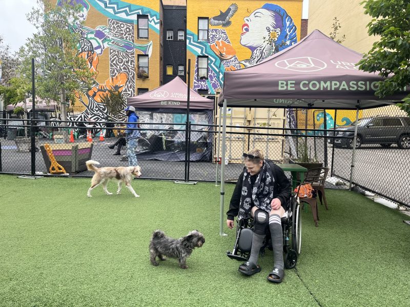 An older person in a wheelchair interacts with a small dog in a fenced park area, while another dog walks nearby; colorful mural and tents are visible in the background.