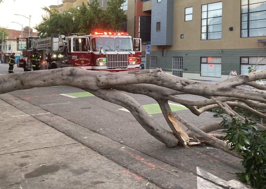 A large tree has fallen across a city street, blocking a bike lane; a San Francisco fire truck and firefighters are at the scene.