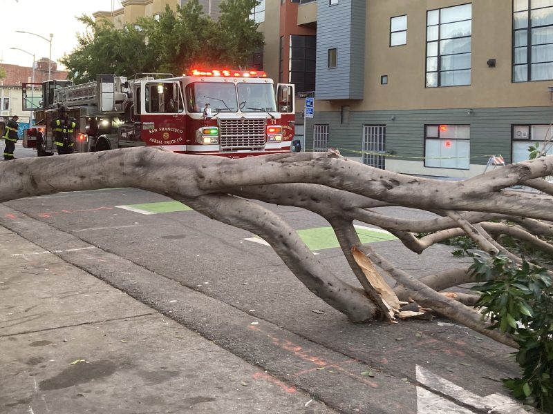 A large fallen tree blocks a city street as a San Francisco fire truck and firefighters respond to the scene.