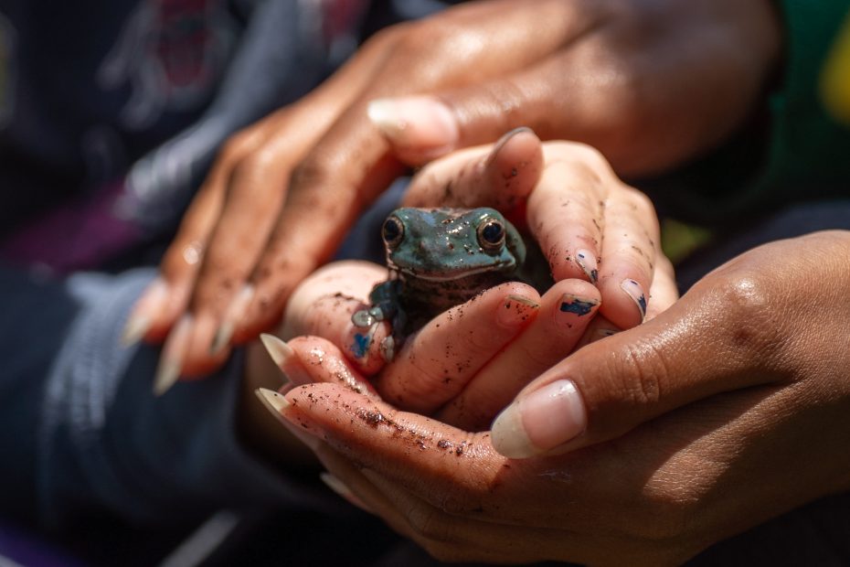 A close-up of a frog being gently held in a person's dirty hands, with another pair of hands supporting from underneath.