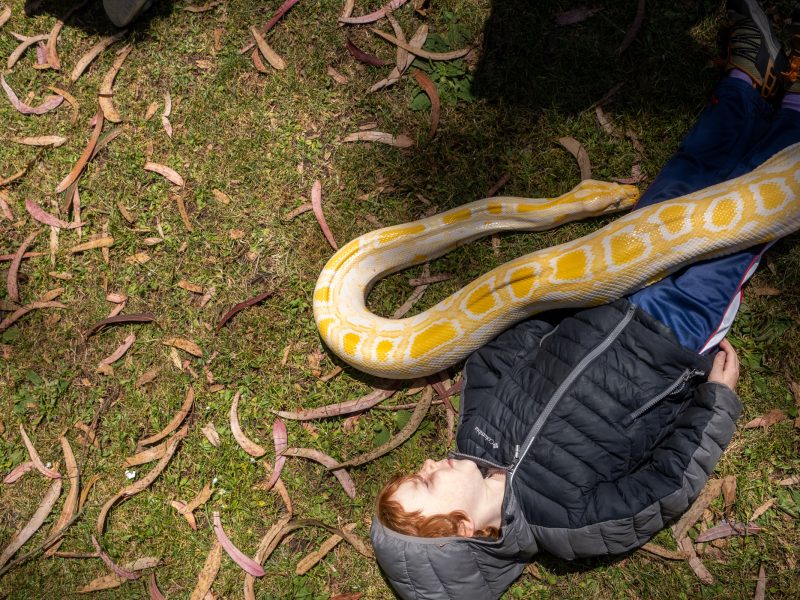 A child lies on the grass with a large yellow and white snake draped across their body.