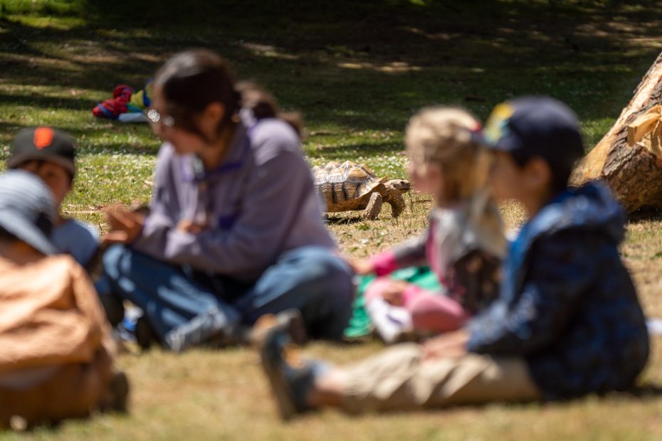 A group of children and an adult sit on grass in a park, while a tortoise walks in the background.