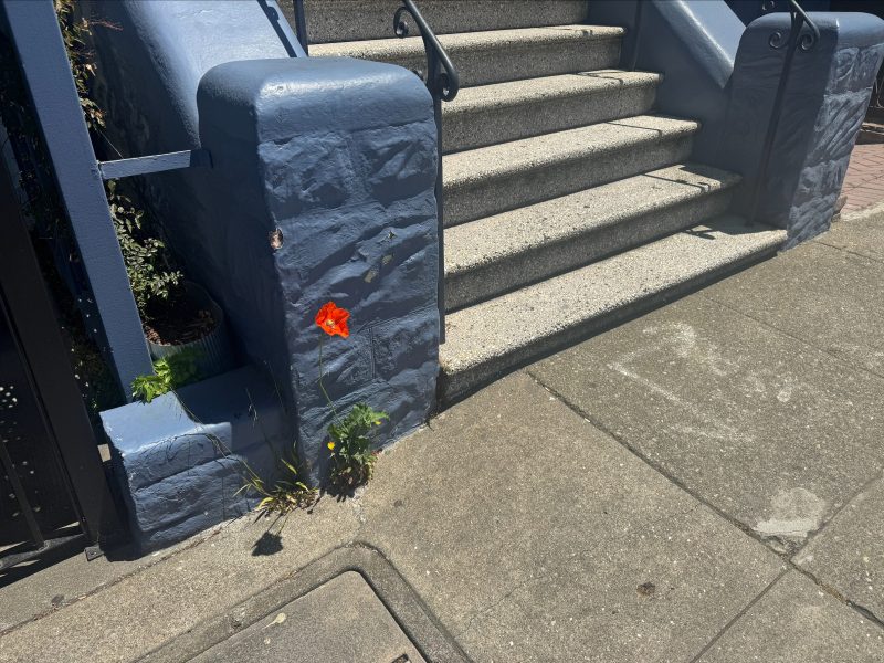 A single orange poppy grows from a crack at the base of a blue-painted concrete stairway next to a sidewalk in sunlight.