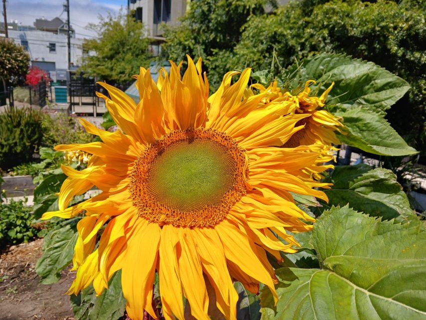 A large yellow sunflower with green center and slightly curling petals grows in an outdoor garden with greenery and buildings in the background.