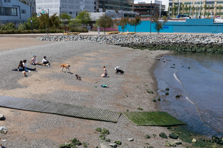 People and dogs are sitting or standing on a rocky beach near the water, with buildings and trees in the background.