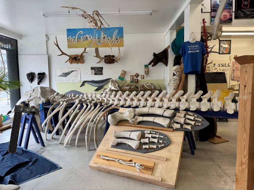 A large whale skeleton is displayed on stands in a room with educational posters, animal skulls, antlers, and marine-themed decor on the walls.