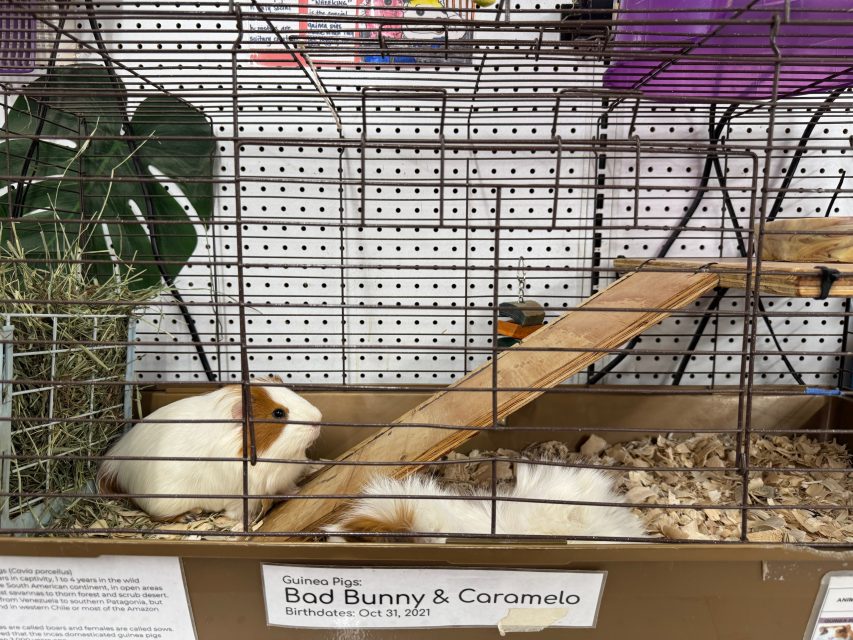 Two guinea pigs are in a cage with wood shavings, hay, and a wooden ramp. A label reads "Bad Bunny & Caramelo. Birthdates: Oct 31, 2021.