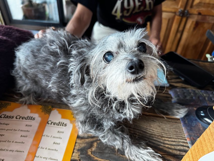 A small, gray, scruffy dog with cloudy eyes lies on a wooden counter next to printed class credit menus. A person stands in the background.