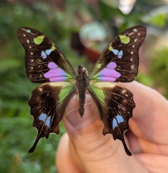 A person holds a butterfly with brown wings featuring green, purple, and blue markings. Green foliage is visible in the blurred background.