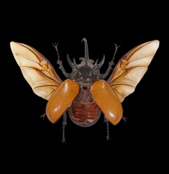 A beetle with its wings spread open and brown elytra raised, viewed from above against a black background.