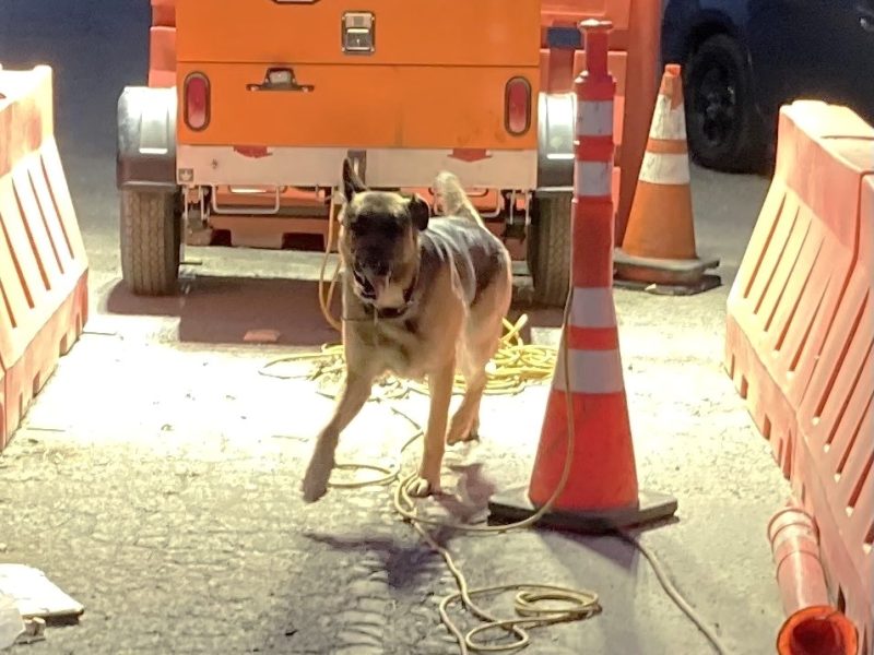 A dog on a leash walks between orange traffic cones and barriers near a portable generator in a construction or work zone.