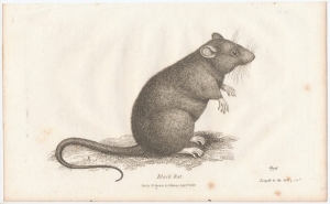 A black and white illustration of a black rat standing on its hind legs with its tail extended behind it.
