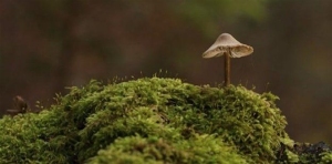 A small mushroom with a conical cap grows out of a patch of green moss, with a blurred brown background.