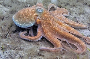 Orange-brown octopus with white spots resting on sandy ocean floor with sparse algae.