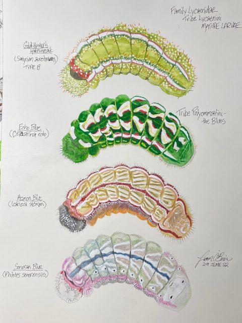 Illustration of four caterpillars from the Lycaenidae family, each labeled by species: Satyrium californica, Celastrina echo, Icaricia icarioides, and Philotes sonorensis.
