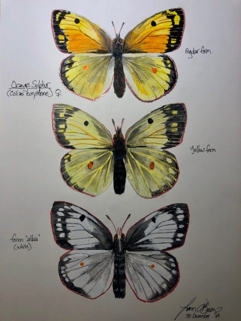 Illustration of three Orange Sulphur butterfly forms: regular (top), yellow (middle), and alba/white (bottom), each labeled with scientific and common butterfly names.
