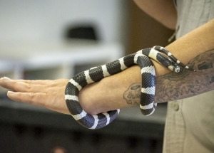 A black and white banded snake is coiled around a person's tattooed forearm and hand indoors.