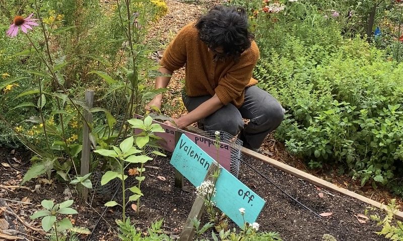 Person crouching in a garden bed, tending to plants near signs labeled "Valerian" and "Off." Various plants and flowers surround the area.