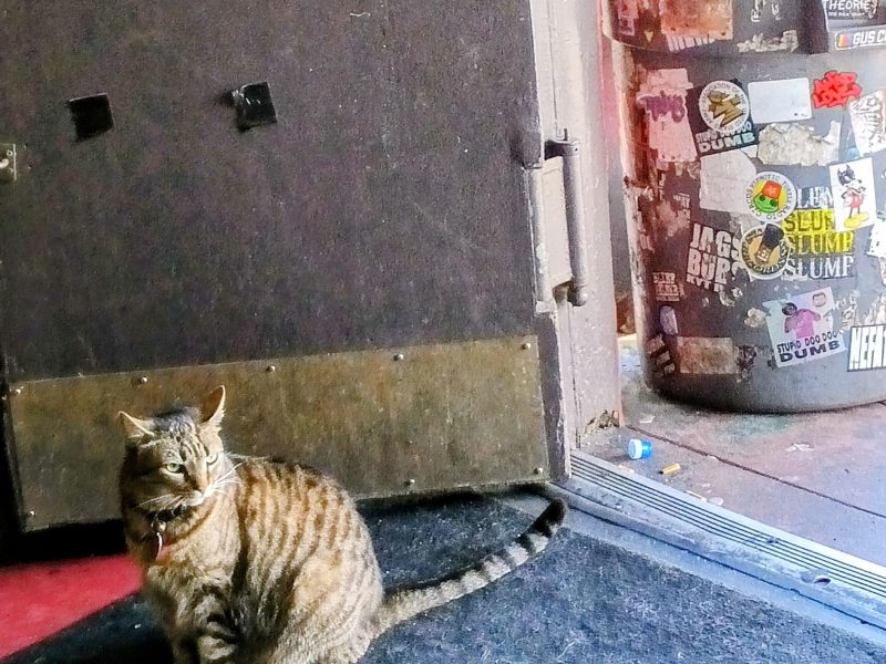 A tabby cat sits on a dark mat indoors near a door, with a sticker-covered trash can visible outside in bright sunlight.