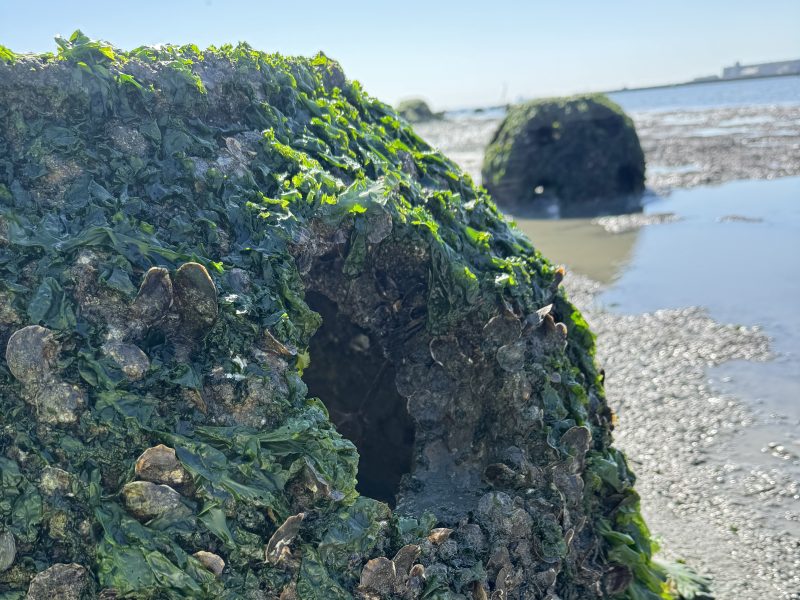 Round concrete structures covered in green seaweed and barnacles sit on a sandy shore with shallow water in the background.