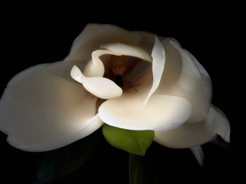 Close-up of a magnolia flower with white petals and green leaves, set against a dark background.
