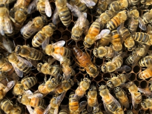 Close-up of honeybees clustered on a honeycomb, with a distinct queen bee visible near the center.