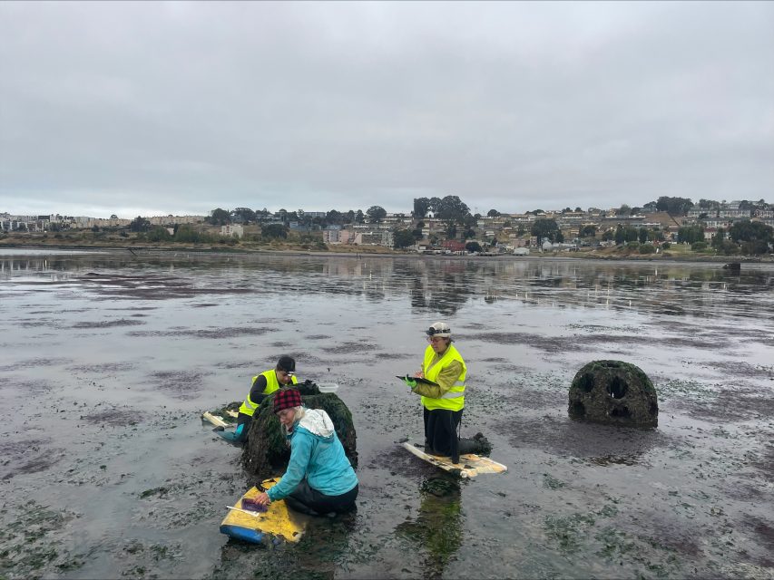 Three people in safety vests conduct research on tidal flats near concrete domes, using clipboards and kneeboards, with a town visible in the background under a cloudy sky.