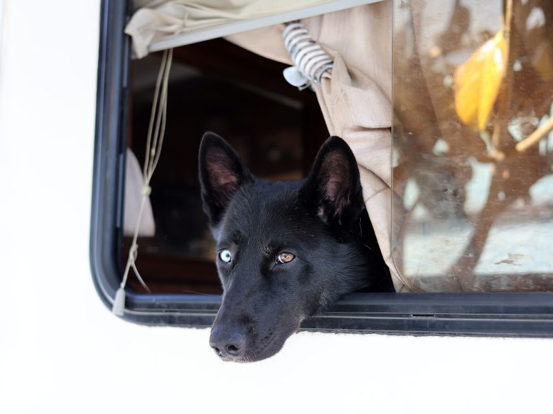 A black dog with one blue eye and one brown eye rests its head on the window ledge of a vehicle, looking outside.
