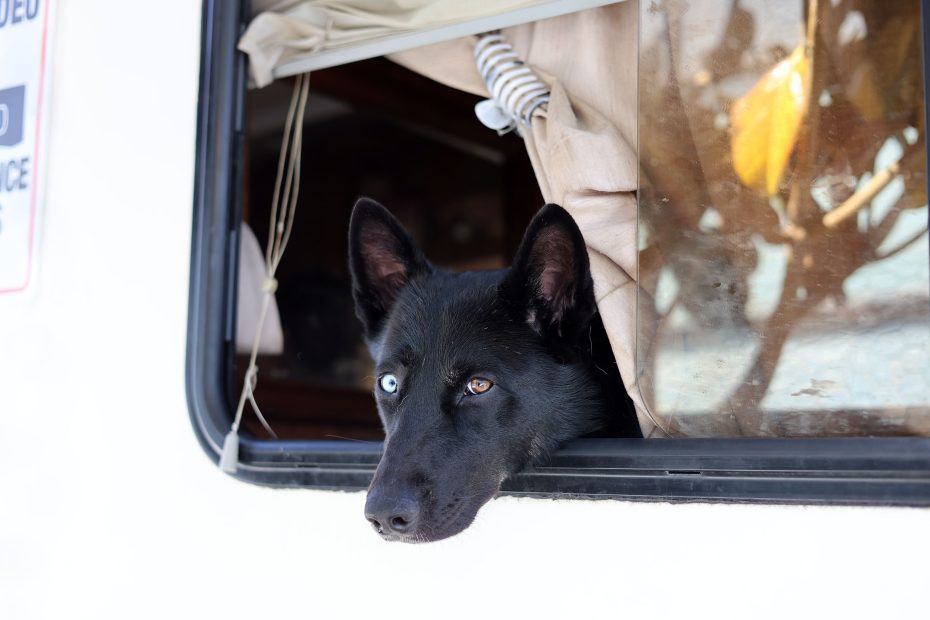 A black dog with one blue eye and one brown eye rests its head on the window ledge of a vehicle, looking outside.