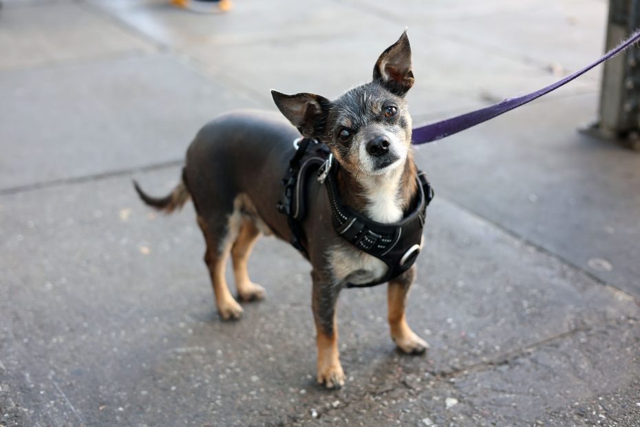 Small black and brown dog with a harness and leash stands on a sidewalk, tilting its head slightly to one side.