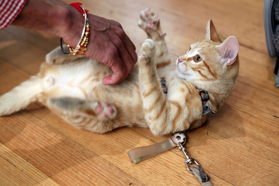 A person reaches to pet an orange tabby cat lying on its back on a wooden floor, with a collar and leash attached.