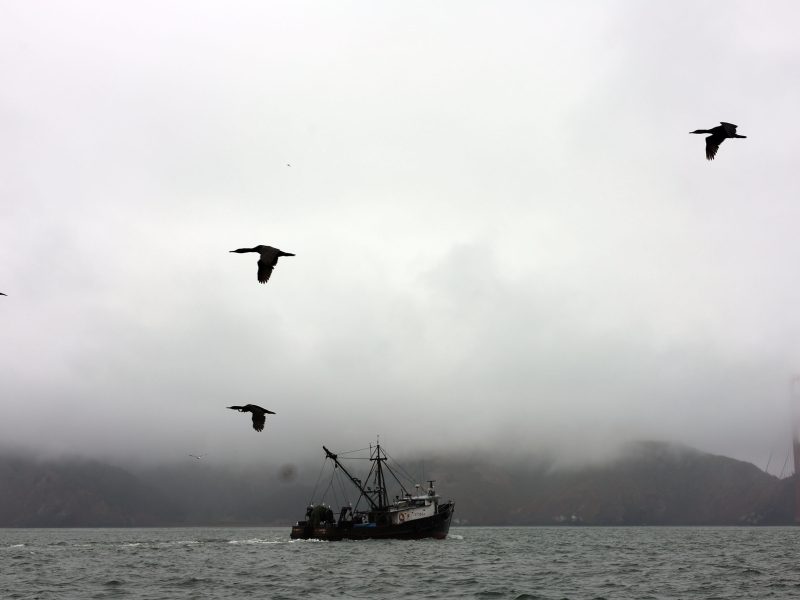 A fishing boat sails on a foggy body of water with several birds flying overhead; a partially obscured bridge and hills are visible in the background.