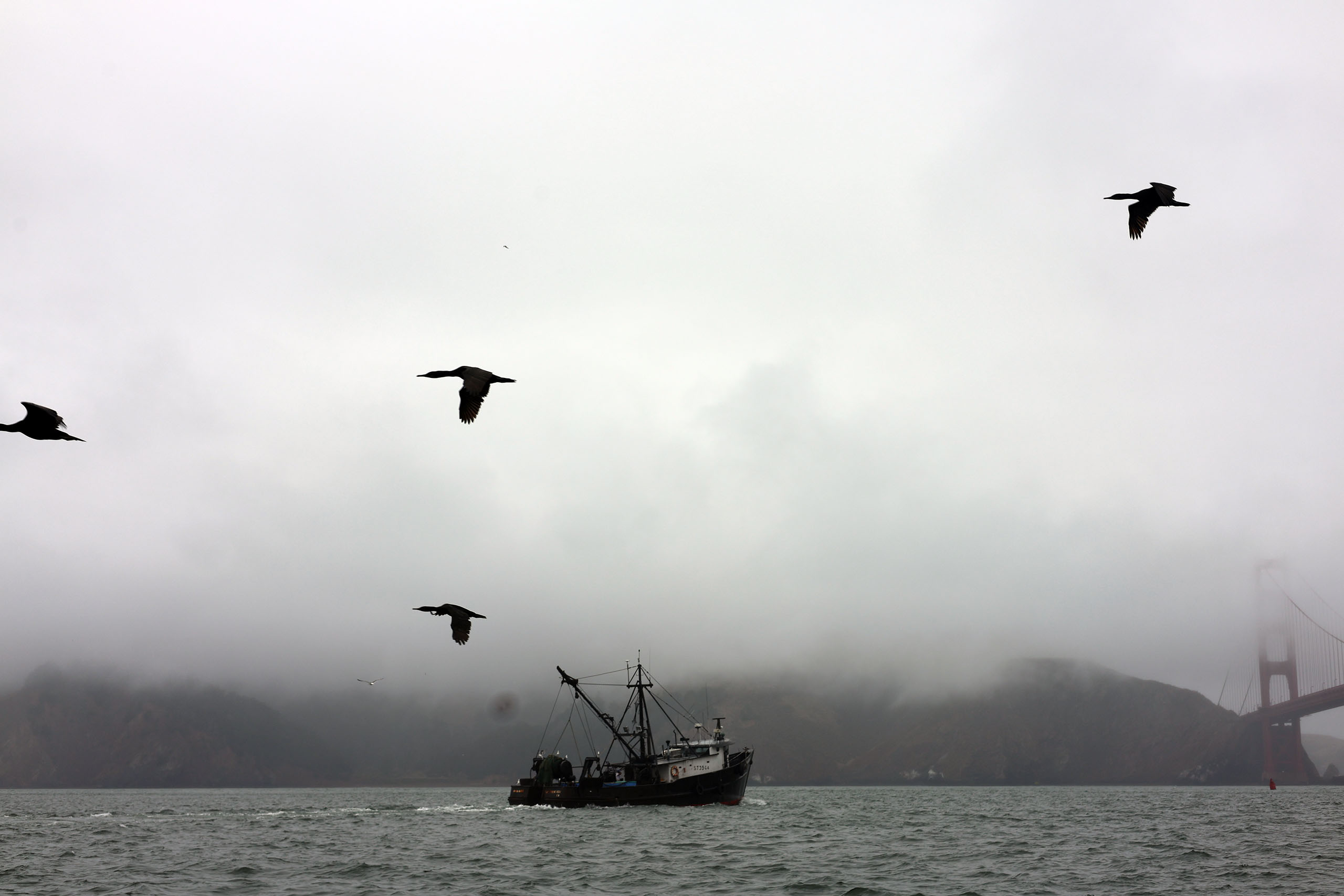 Can boats and whales share San Francisco Bay? For answers, researchers go underwater.
