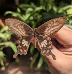 A person holds a large brown butterfly with distinctive cream and orange markings on its wings, against a background of green plants.