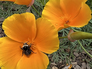 A bumblebee is perched on the petal of a bright orange California poppy flower, with another poppy and green foliage in the background.