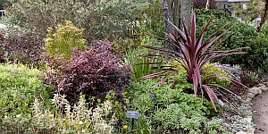 A diverse garden bed featuring various green and purple foliage plants, including a large spiky red plant, with a gravel path on the right.
