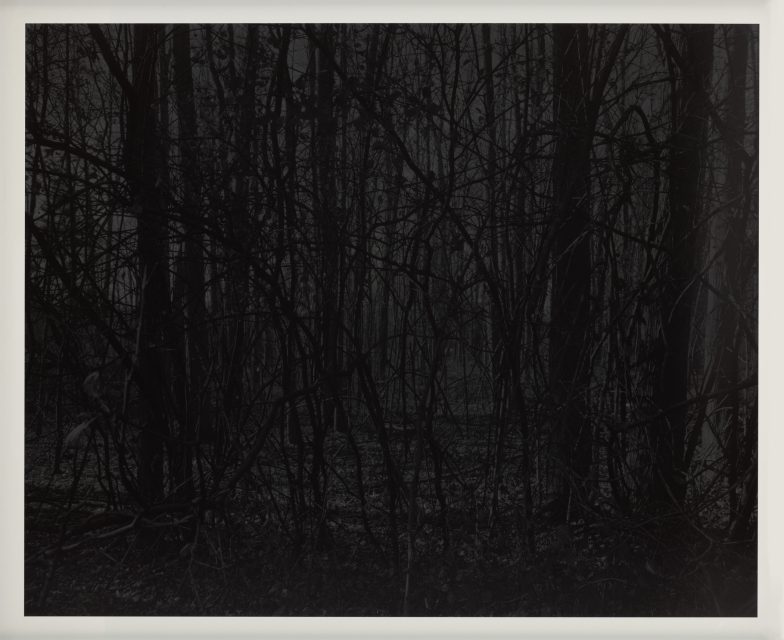 A dense, dark forest with tangled branches and leafless trees, creating a shadowy, obscured view through the woods.