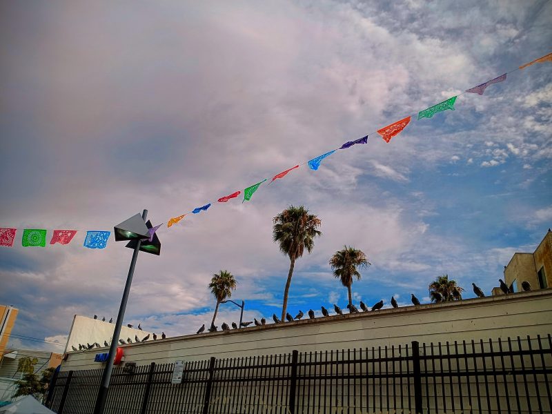 Birds are perched on a building roof beneath colorful papel picado banners, with palm trees and a cloudy sky in the background.