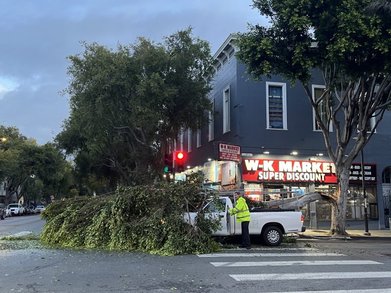 A large fallen tree blocks part of a street near a market; utility workers in safety vests stand beside a white truck assessing the scene.