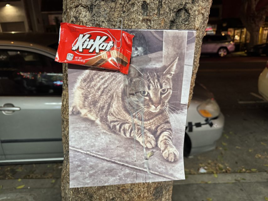 A printed photo of a tabby cat is taped to a tree with a red Kit Kat candy bar pinned at the top.