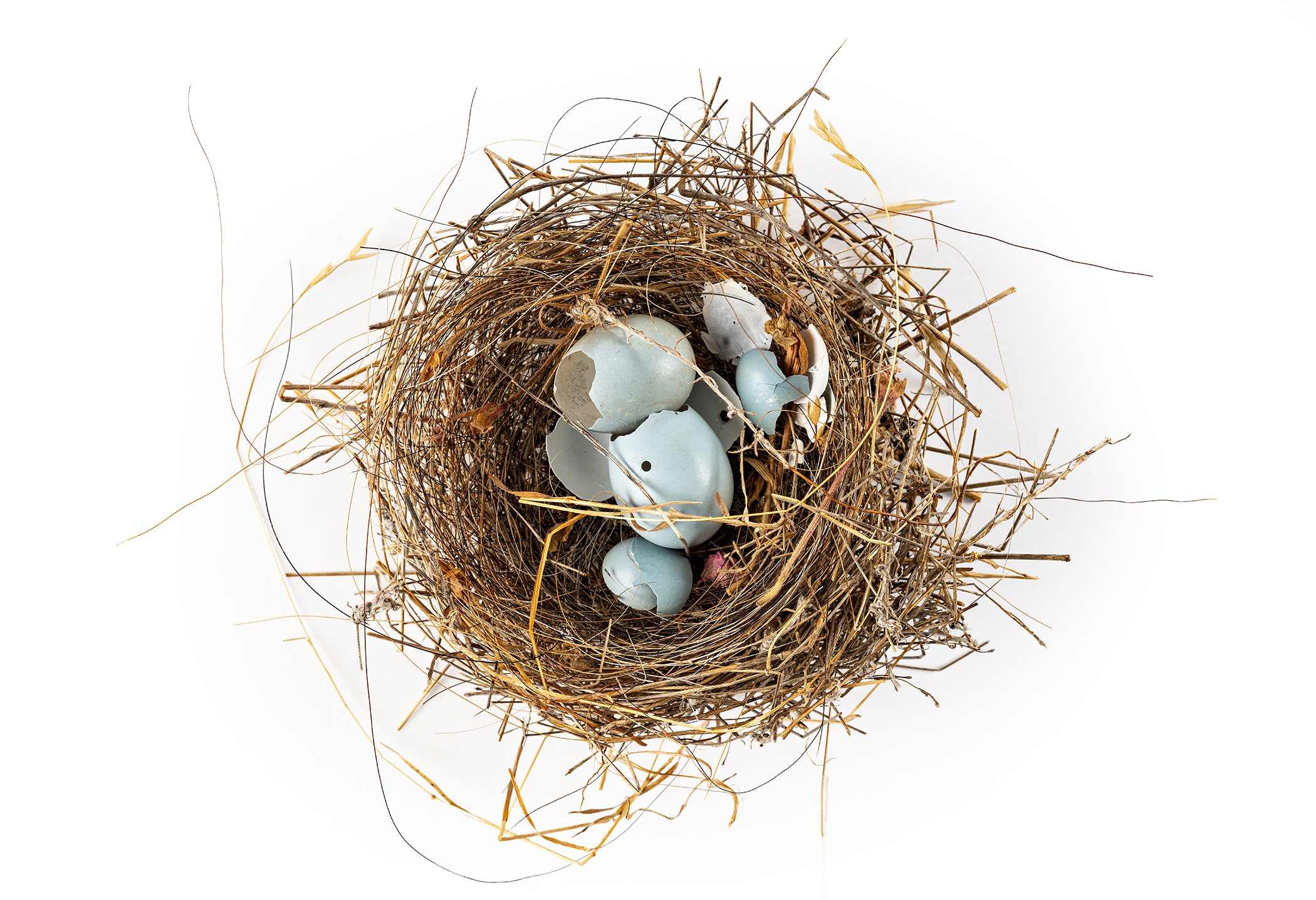 What's on now at San Francisco museums, November 2025