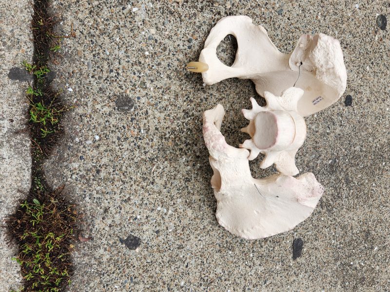 A plastic anatomical model of a human pelvis and vertebrae lying on a rough concrete surface near a patch of moss.