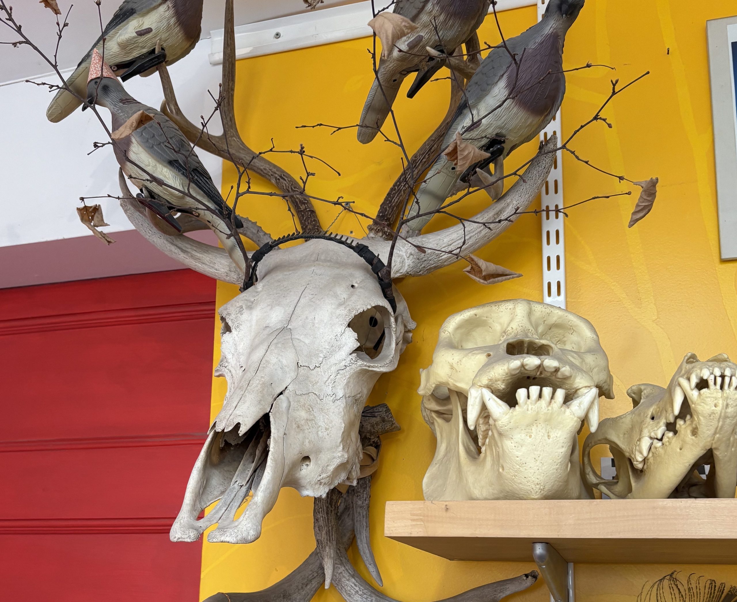 A deer skull with antlers decorated with fake birds and branches is mounted on a yellow wall above a shelf with animal skulls.