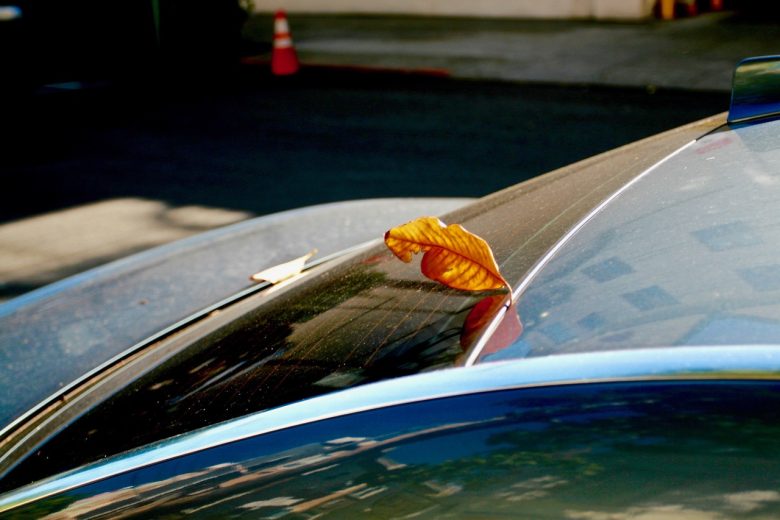 A dry brown leaf rests on the edge of a car’s rear window on a sunny day, with a blurred street and orange traffic cone in the background.