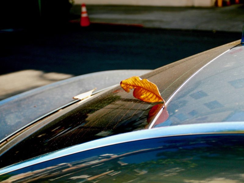A dry brown leaf rests on the edge of a car’s rear window on a sunny day, with a blurred street and orange traffic cone in the background.