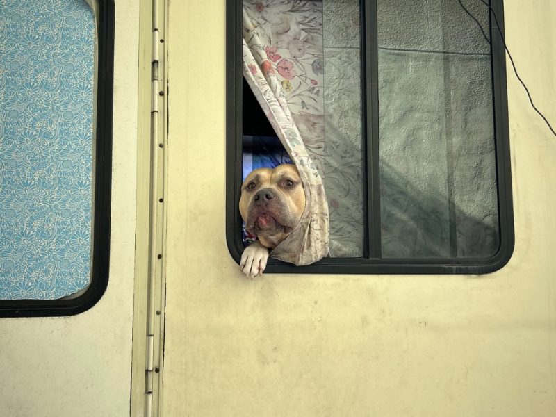 A brown and white dog looks out from an open window of a beige vehicle, resting its paw on the window frame with a curtain partially pulled aside.