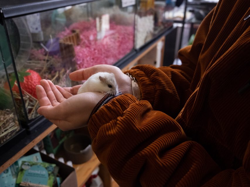 A person in a brown jacket holds a small white hamster in their hands in front of a cage filled with bedding and hamster accessories.