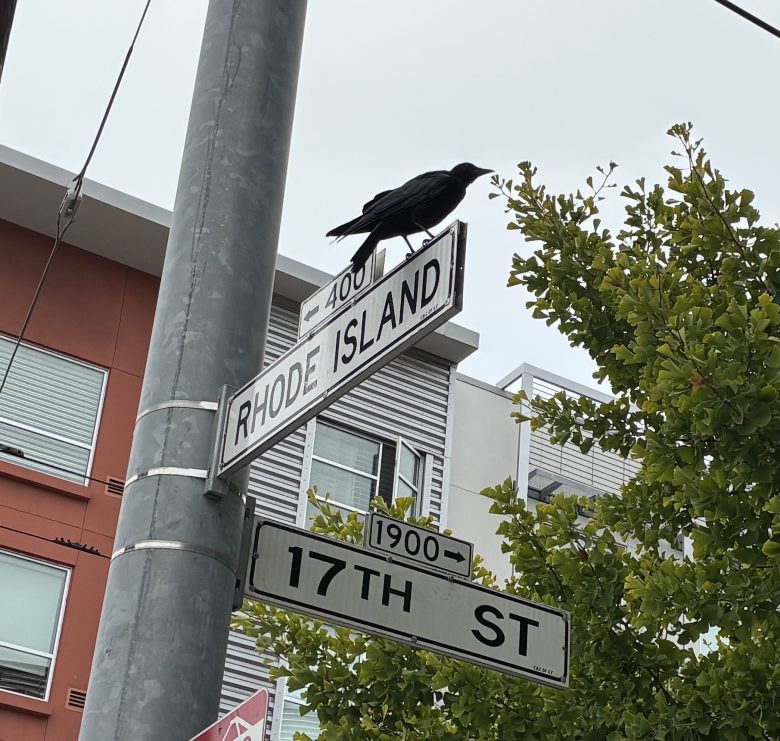 A black bird perches on a street sign at the intersection of Rhode Island Street and 17th Street, with buildings and a tree in the background.