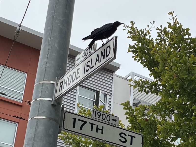 A black bird perches on a street sign at the intersection of Rhode Island Street and 17th Street, with buildings and a tree in the background.