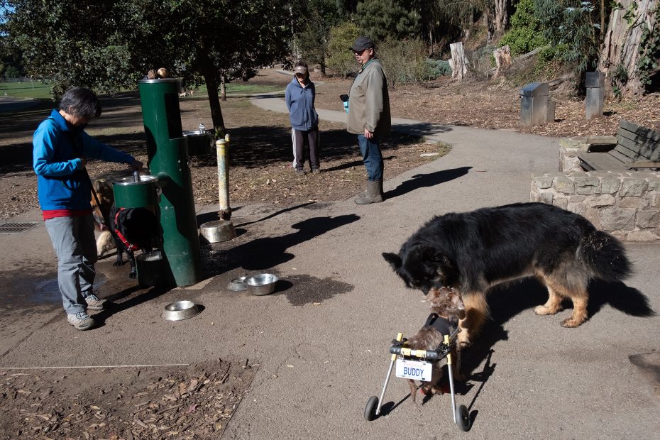 A large dog sniffs a small dog in a wheelchair labeled "Buddy" near a water fountain in a park, with three people nearby.